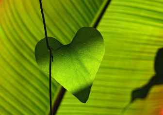 heart leaf green shadow play