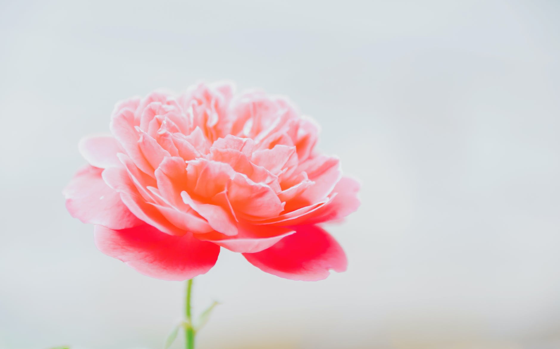 pink blooming peony flower in closeup photography