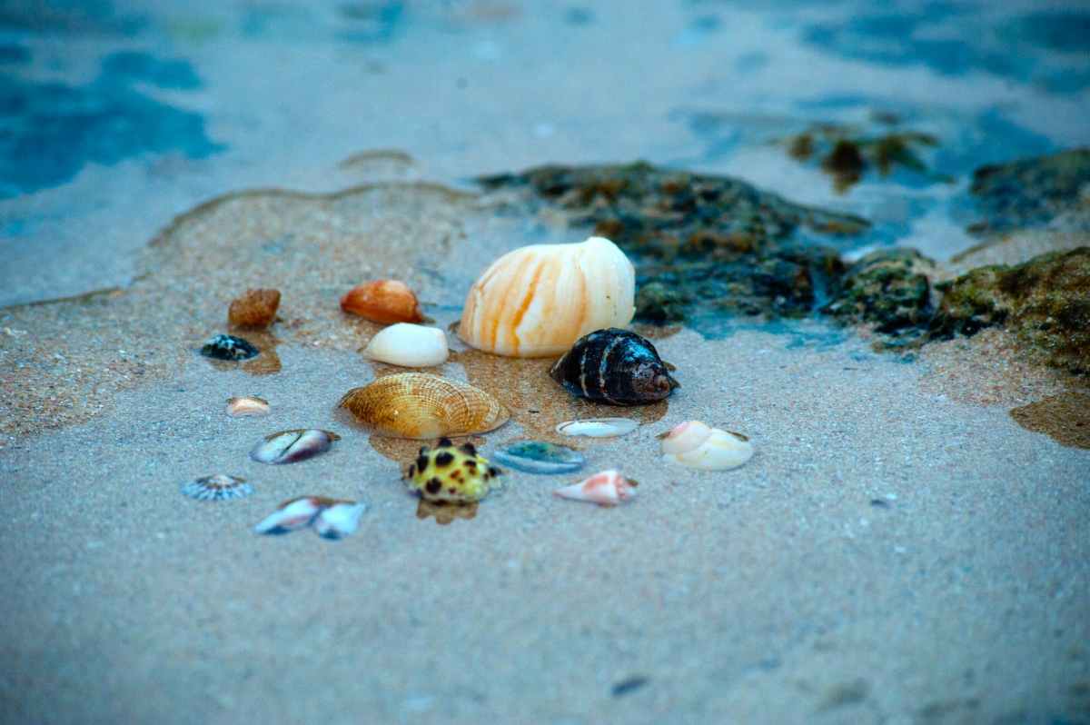 Seashell Sadness