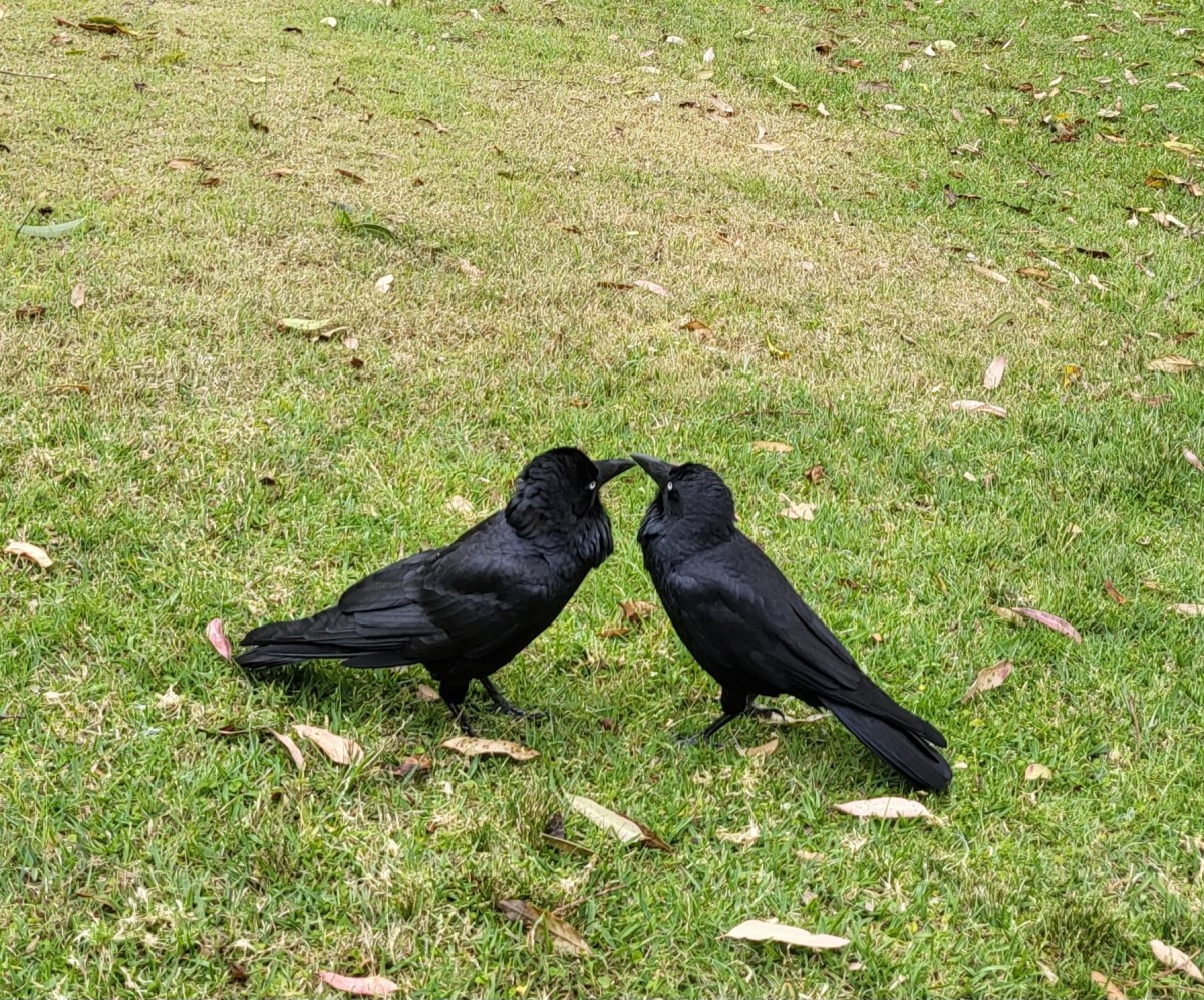 No Need to&nbsp;Argue