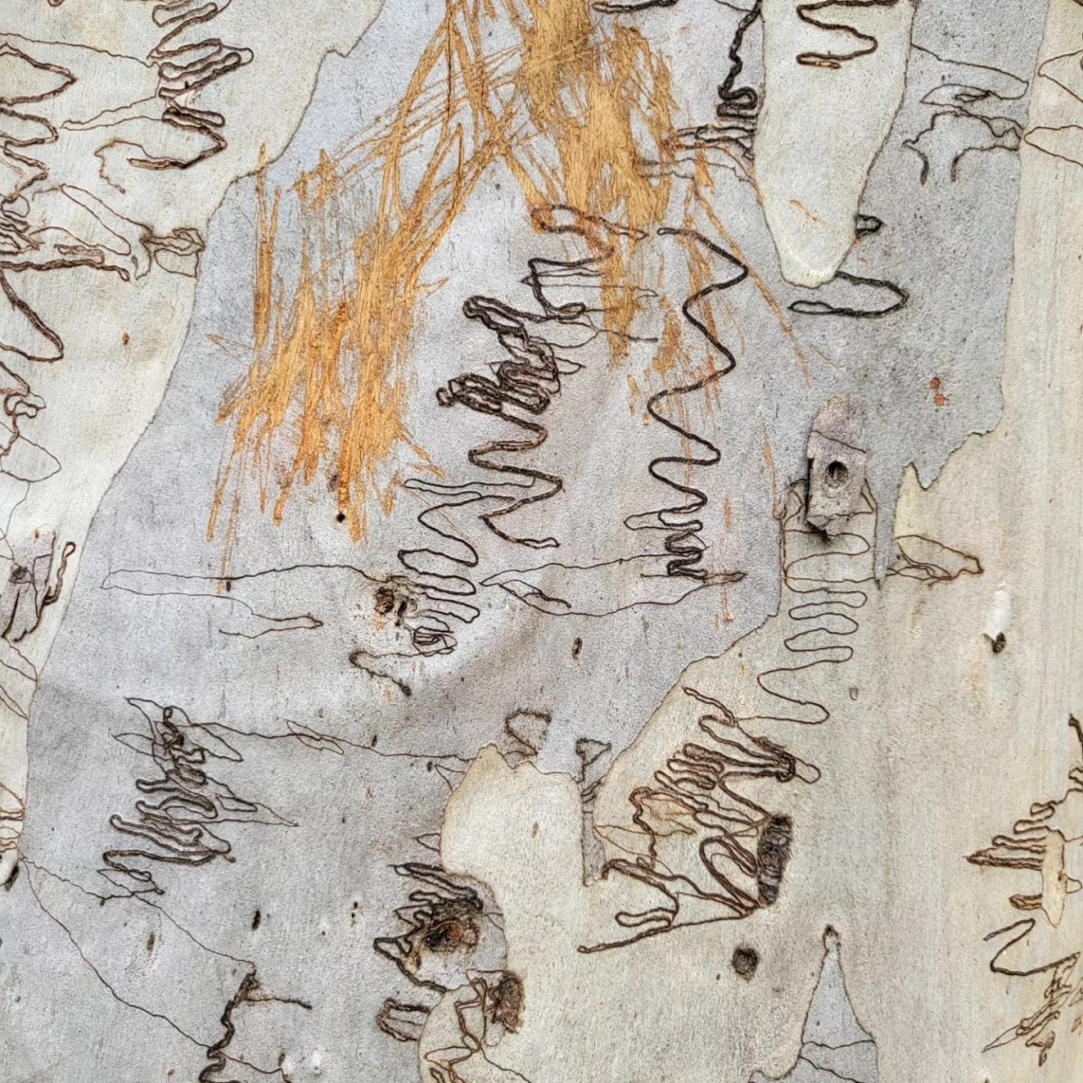 Scribbly Gum